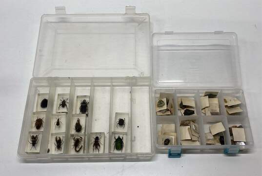 Assorted Rock and Bug Collection with Cases image number 1
