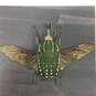 Framed Mecynorhina Polyphemus (Green Beetle) in Shadowbox image number 5