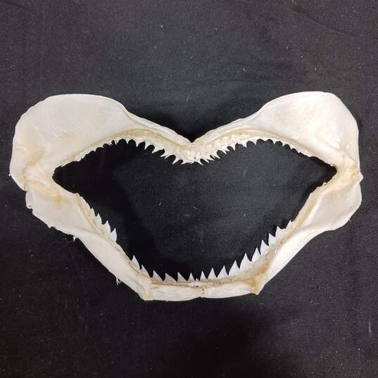 Shark Jaw 6.5" image number 2