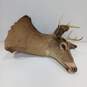 Whitetail Deer Shoulder Mount image number 1