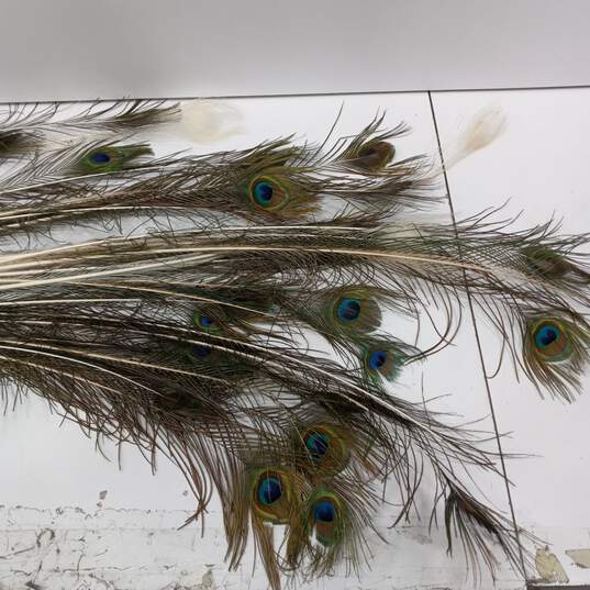 Lot of 29 Pc Peacock Feathers for Craft & Home Decor image number 2