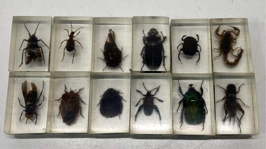 Assorted Rock and Bug Collection with Cases image number 2