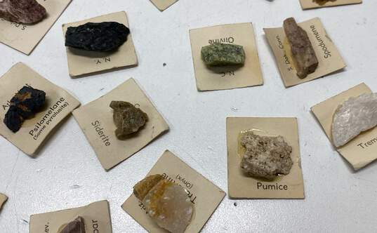 Assorted Rock and Bug Collection with Cases image number 6