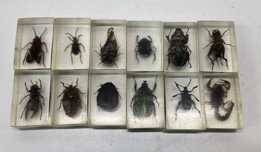 Assorted Rock and Bug Collection with Cases image number 3
