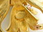 Kirks Folly Designer Gold Tone Icy Rhinestone Fairy Brooch Pendant 40.9g image number 6