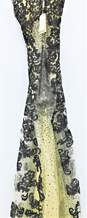 JASZ Couture NWT Black Gold Sequin Lace Strapless Evening Dress Womens SZ 0 image number 4