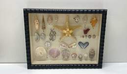 Natural Curiosities Sea Shell Collection Glass Framed Shadowbox Wall Art
