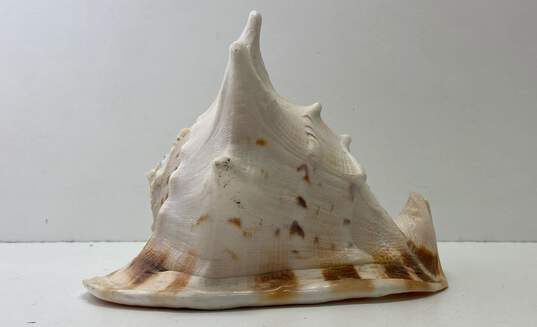 Large Natural Conch Shell image number 2