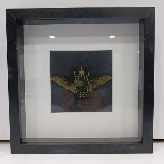 Framed Mecynorhina Polyphemus (Green Beetle) in Shadowbox image number 1