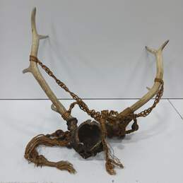 10 Point Buck Antlers with Skull Cap Decor Man Cave alternative image